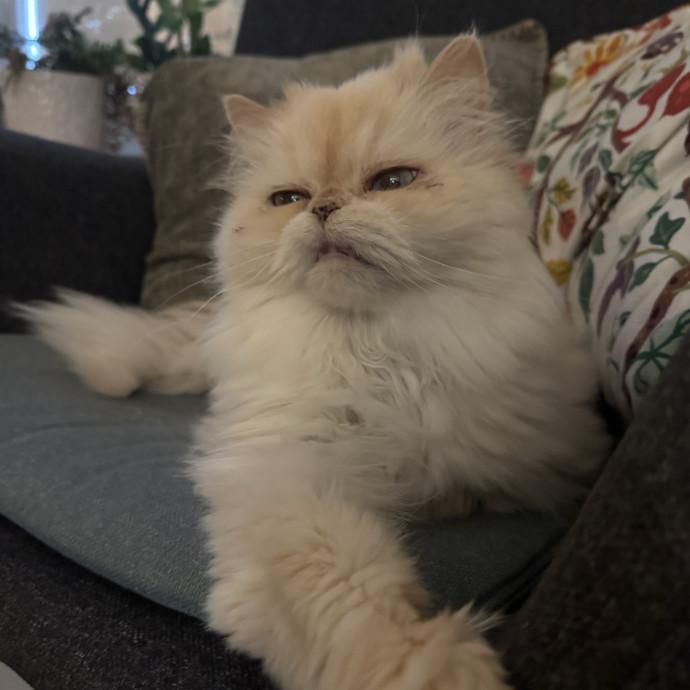 Trusted Cat Sitter