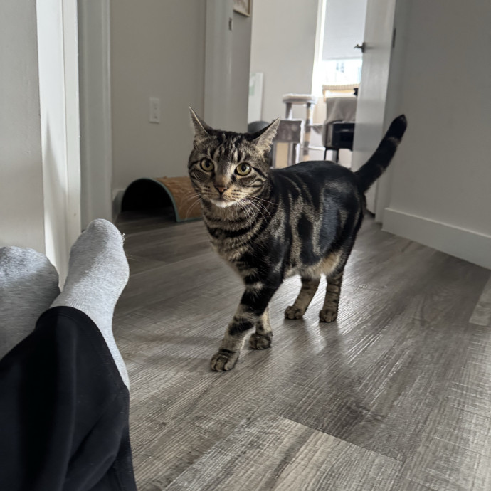 Trusted Cat Sitter