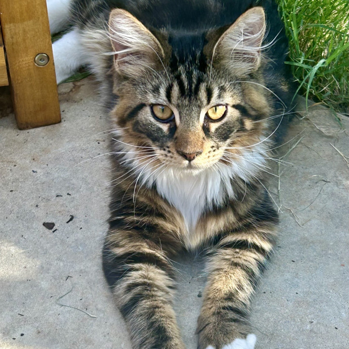Feline Lover Here To Assist When Needed