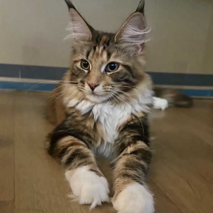 Feline Lover Here To Assist When Needed photo 3