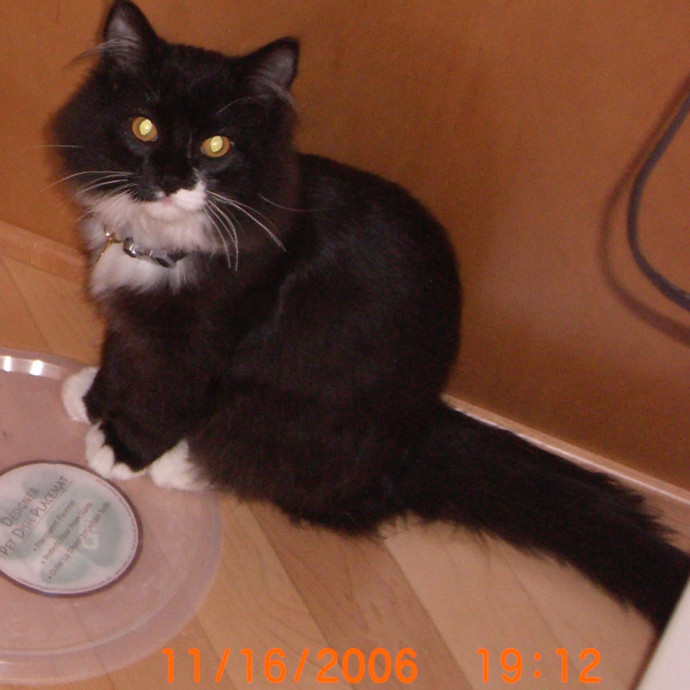 Feline Lover Here To Assist When Needed photo 2