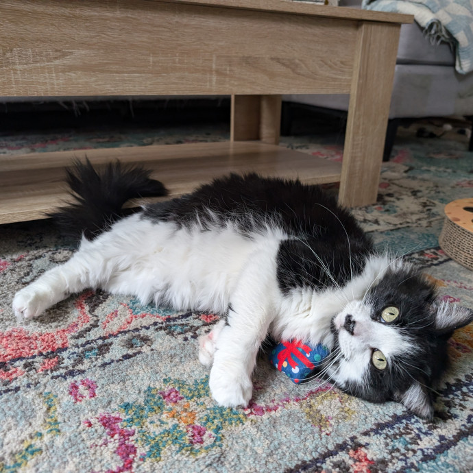 Your Friendly Neighborhood Cat Sitter photo 3