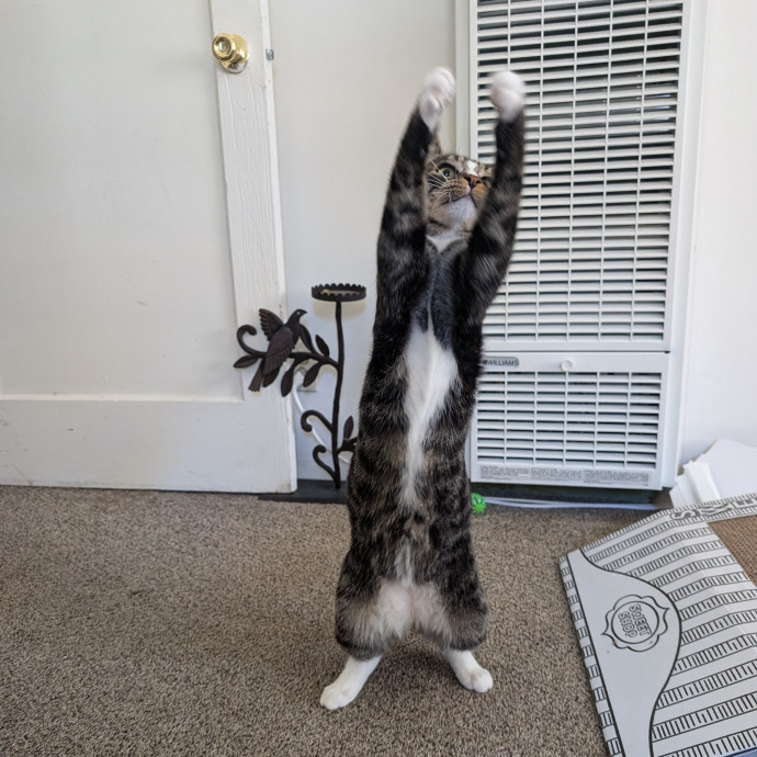 Your Friendly Neighborhood Cat Sitter photo 2
