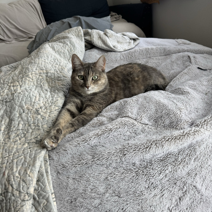 Patient Loving  Cat-Savvy Sitter photo 3