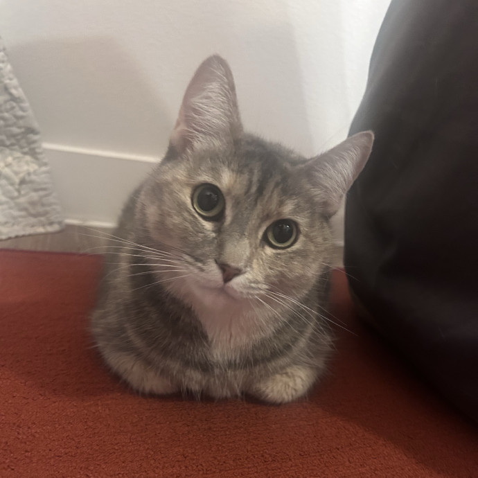 Patient Loving  Cat-Savvy Sitter photo 2