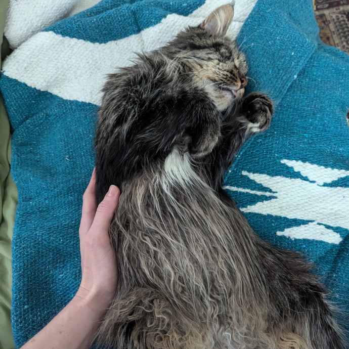 Giving Your Cats Love While You're Away photo 3