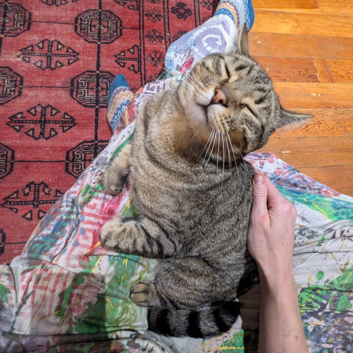 Giving Your Cats Love While You're Away photo 2