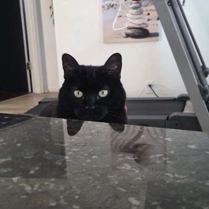 I Will Be Your Cats' Partner In Crime