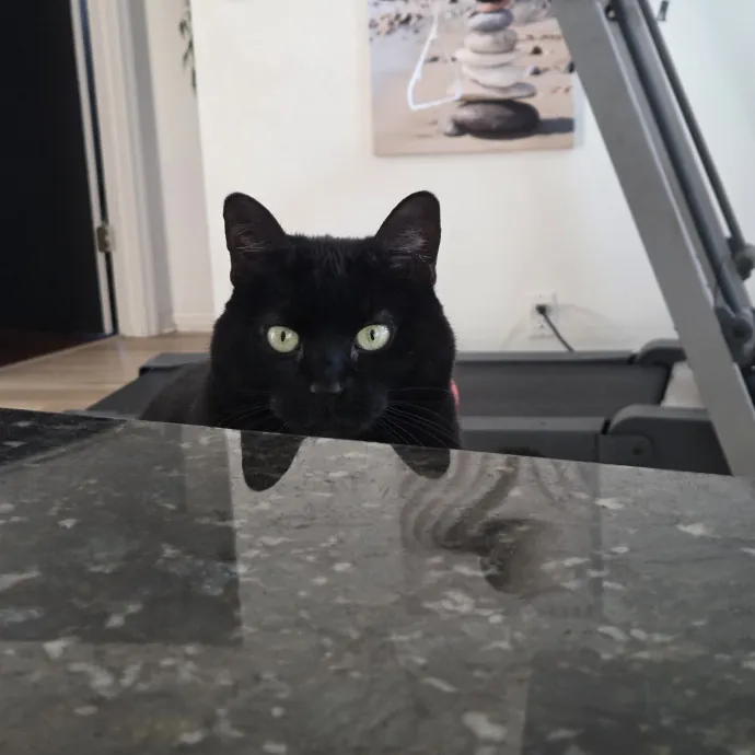 I Will Be Your Cats' Partner In Crime photo 4