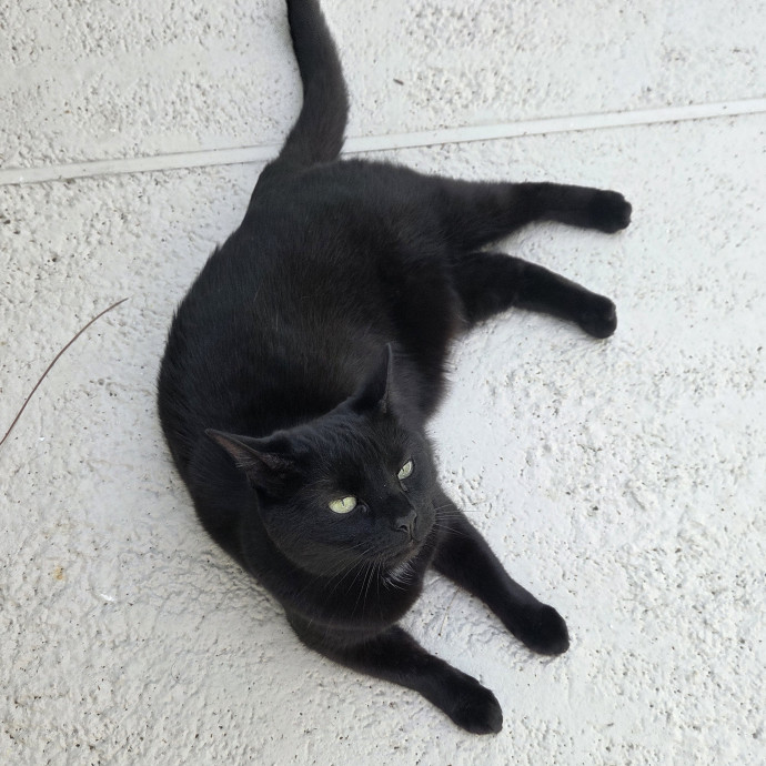 I Will Be Your Cats' Partner In Crime photo 3