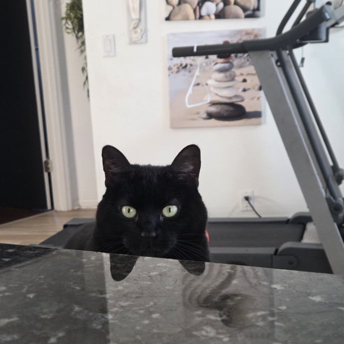 I Will Be Your Cats' Partner In Crime photo 2