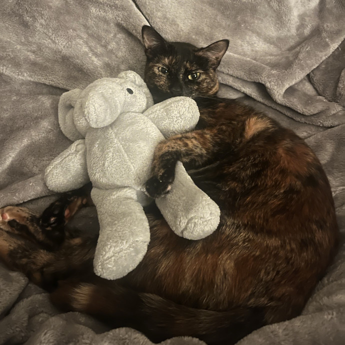 Tortie-Approved Cat Sitter In Sf