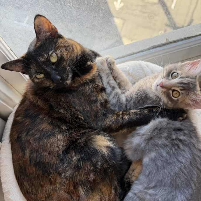 Tortie-Approved Cat Sitter In Sf