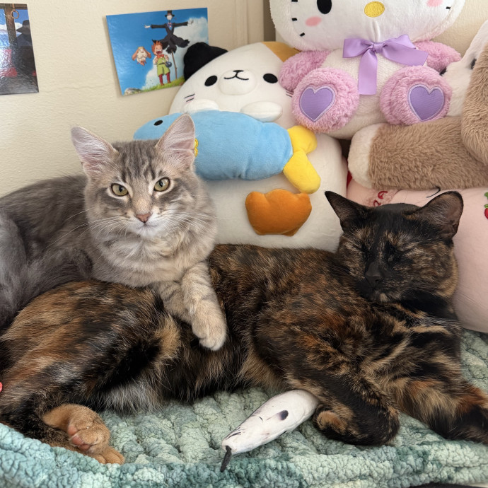 Tortie-Approved Cat Sitter In Sf