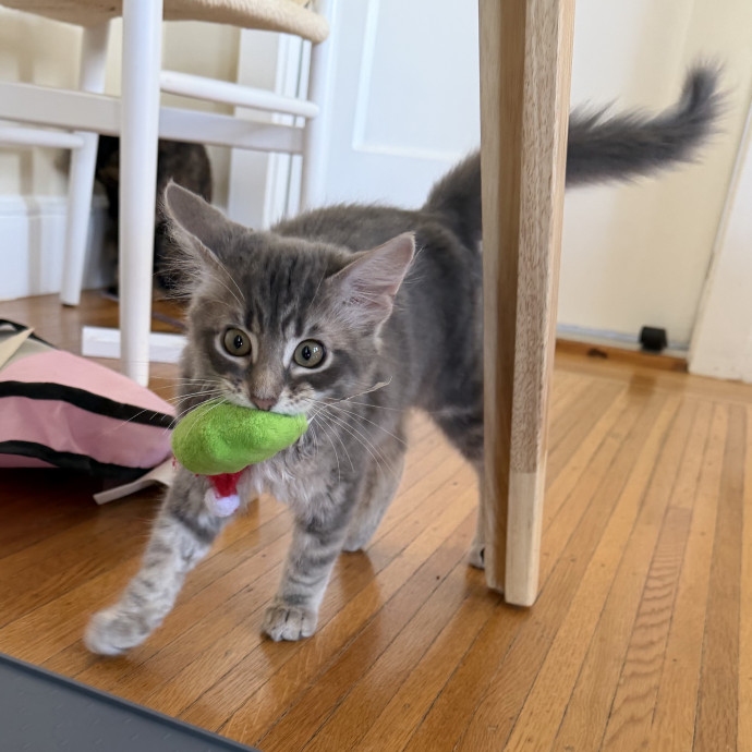 Tortie-Approved Cat Sitter In Sf photo 3