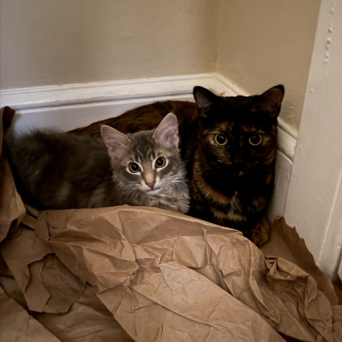 Tortie-Approved Cat Sitter In Sf photo 2