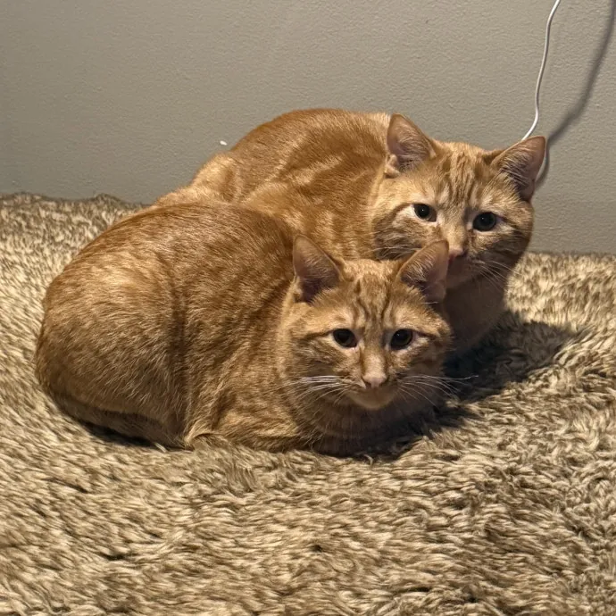 Feline Operations Manager