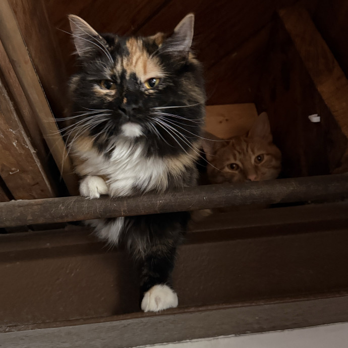 Feline Operations Manager