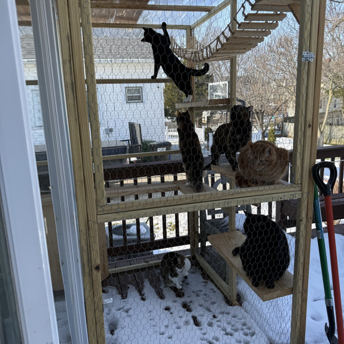 Feline Operations Manager