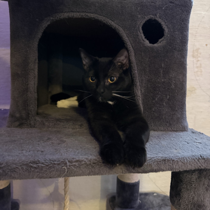 Feline Operations Manager