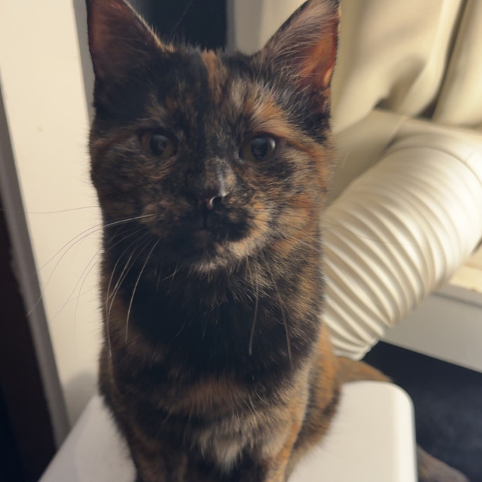 Feline Operations Manager