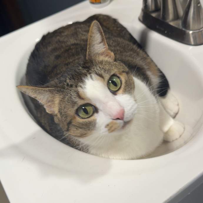Feline Operations Manager photo 2