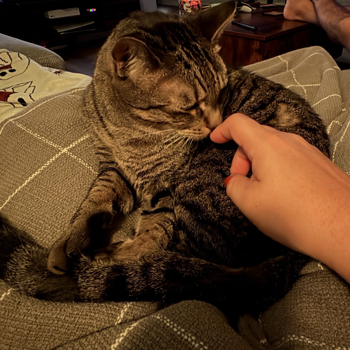 Loving Cat Sitter photo 2