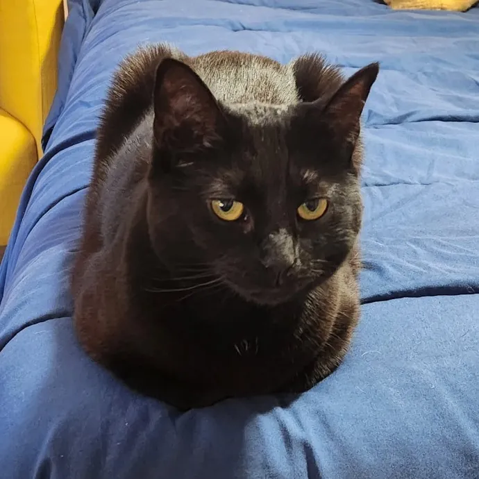 Purrfect Pals Pet Sitting