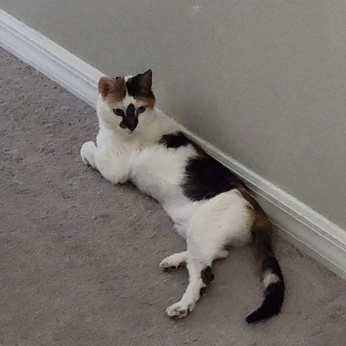 Purrfect Pals Pet Sitting