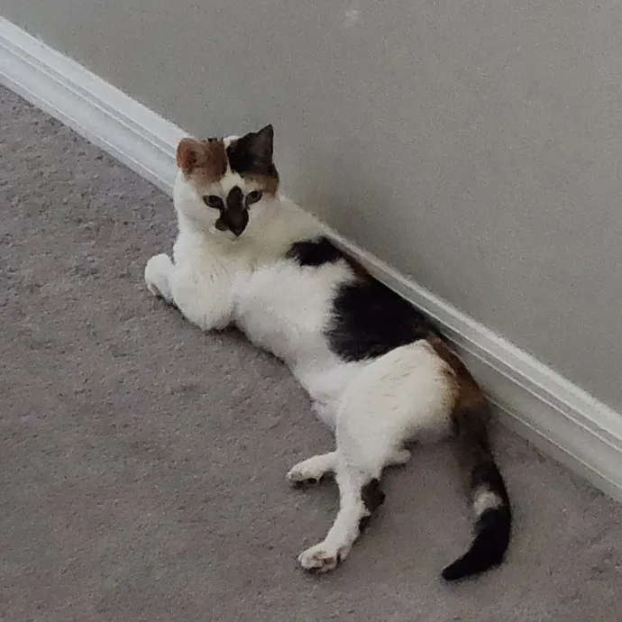 Purrfect Pals Pet Sitting