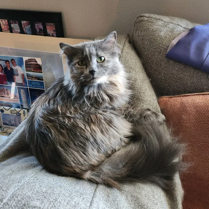 Purrfect Pals Pet Sitting