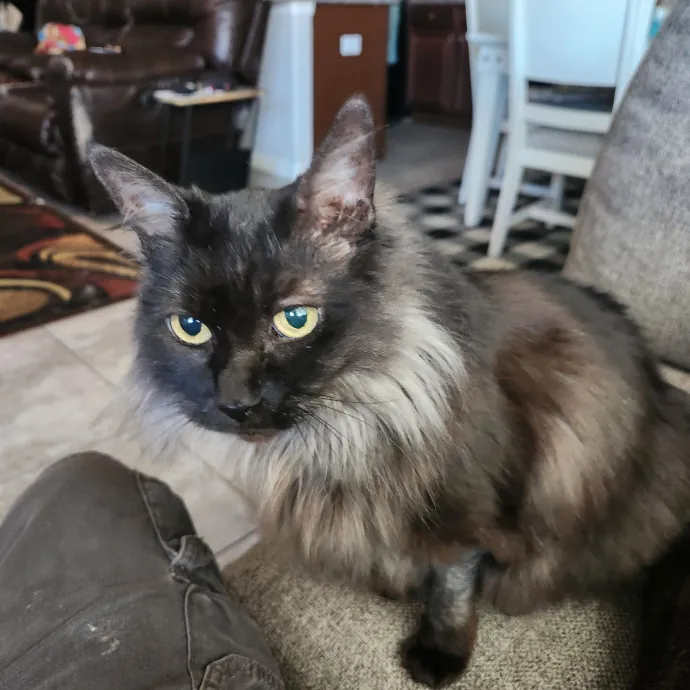 Purrfect Pals Pet Sitting