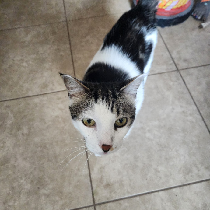 Purrfect Pals Pet Sitting