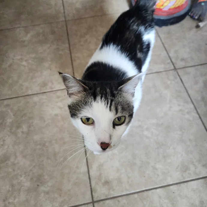 Purrfect Pals Pet Sitting