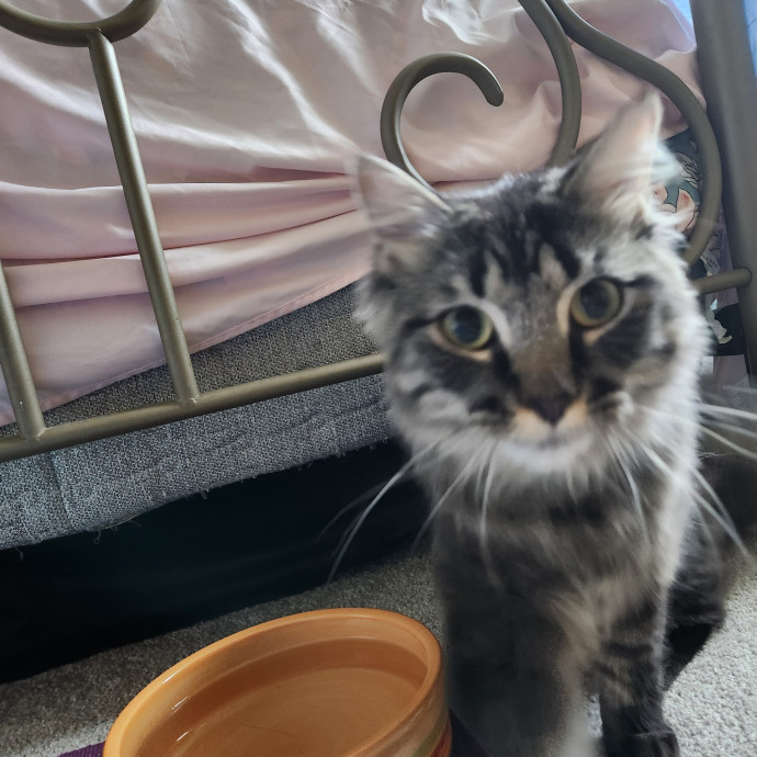 Purrfect Pals Pet Sitting
