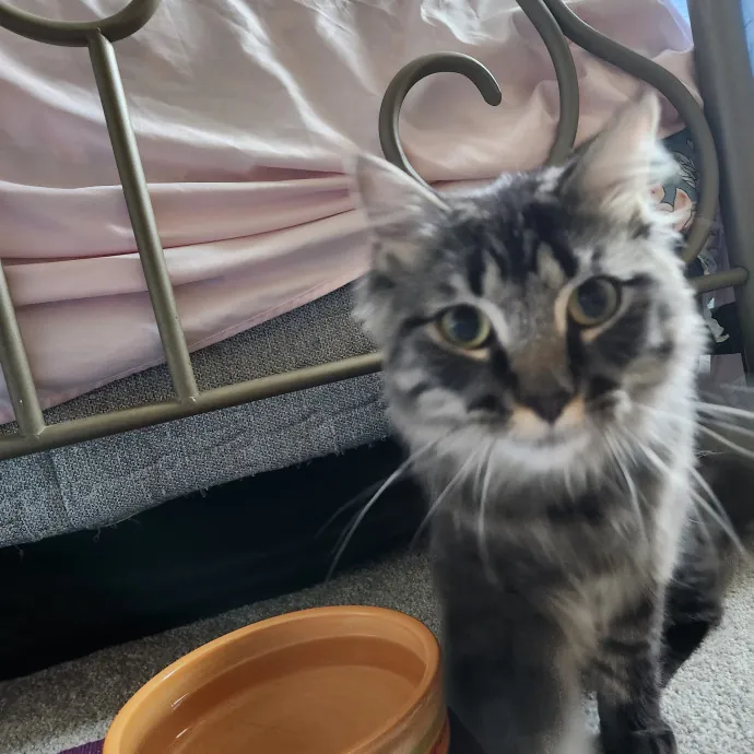 Purrfect Pals Pet Sitting