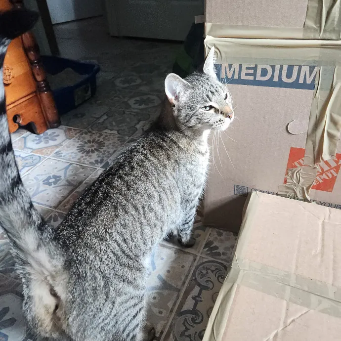 Purrfect Pals Pet Sitting