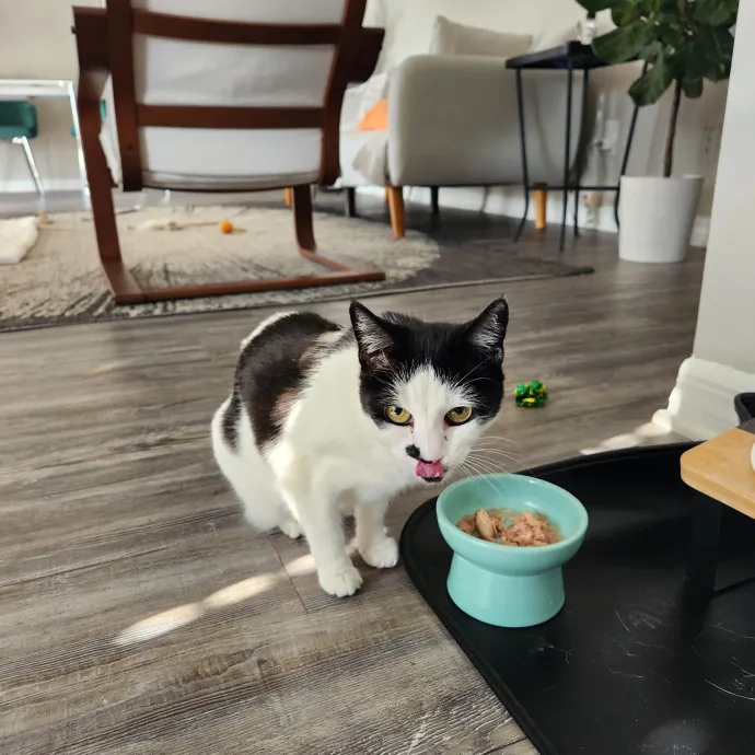 Purrfect Pals Pet Sitting