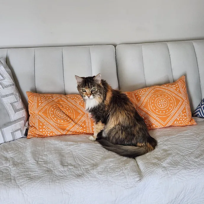 Purrfect Pals Pet Sitting