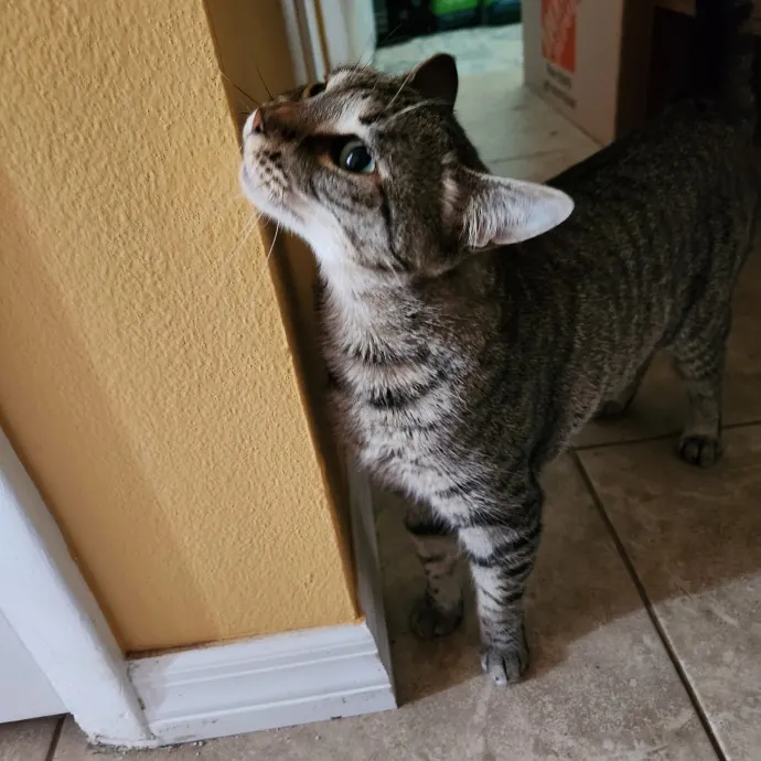 Purrfect Pals Pet Sitting