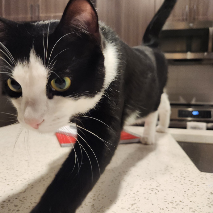 Purrfect Pals Pet Sitting