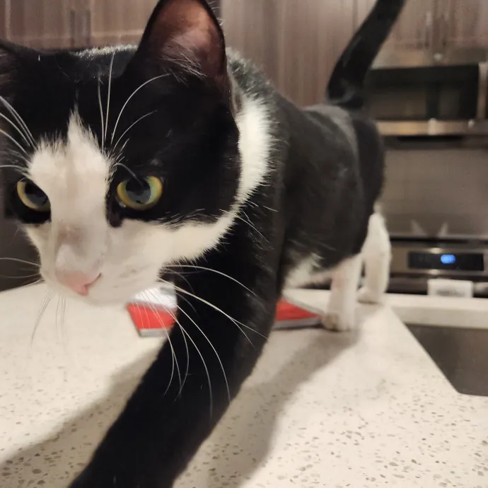 Purrfect Pals Pet Sitting