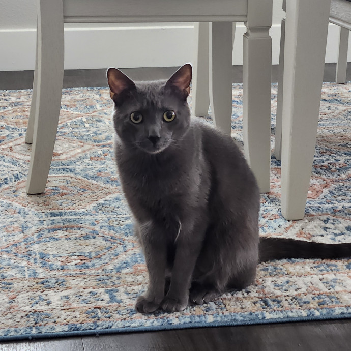 Purrfect Pals Pet Sitting