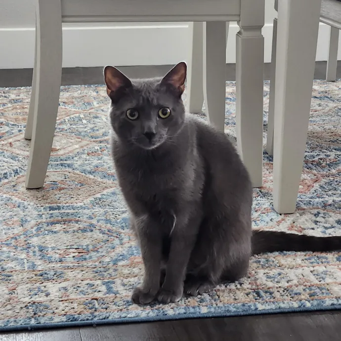 Purrfect Pals Pet Sitting