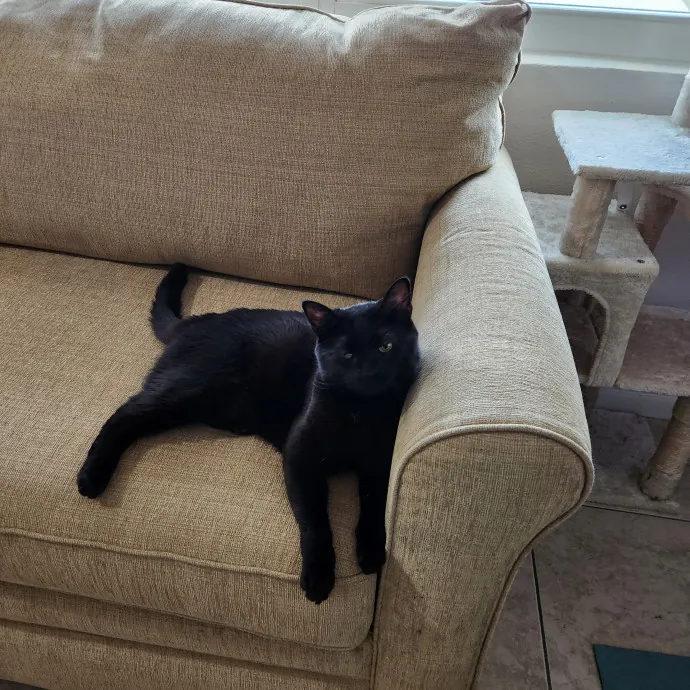 Purrfect Pals Pet Sitting