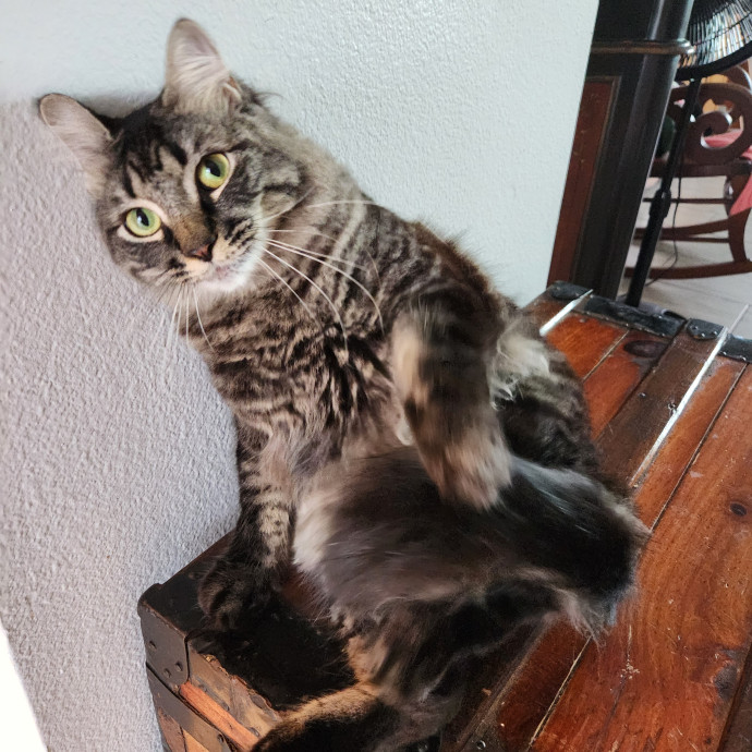 Purrfect Pals Pet Sitting
