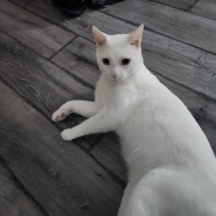 Purrfect Pals Pet Sitting