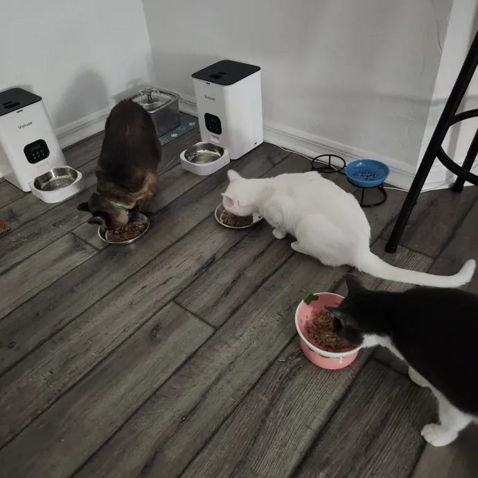 Purrfect Pals Pet Sitting