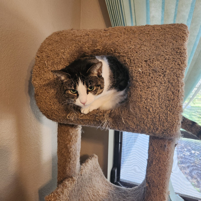 Purrfect Pals Pet Sitting