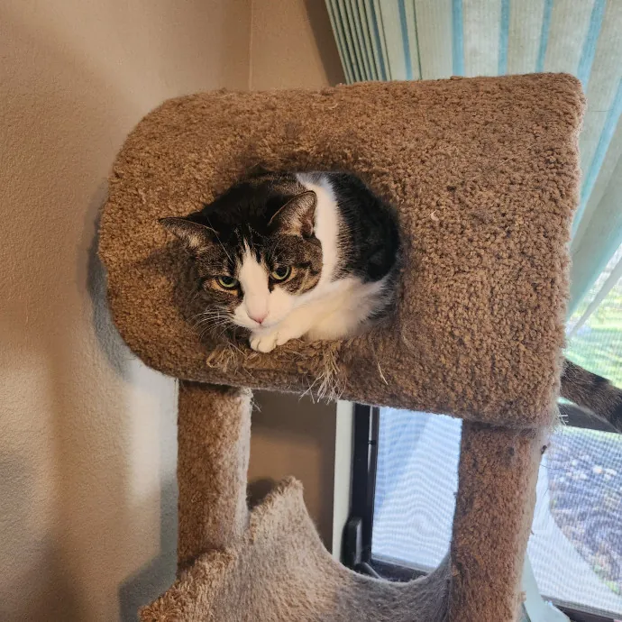 Purrfect Pals Pet Sitting